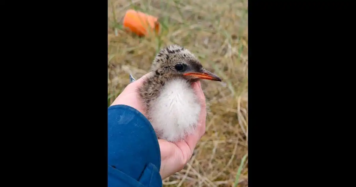 Mikilvægt að fylgjast með breytingum á lífríki Íslands á tímum loftslagsbreytinga
