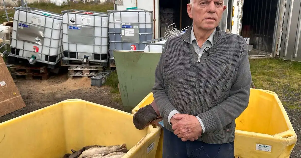 Minkabóndinn á Dalsbúi: „Við erum að missa svona þrjú til fimm dýr á sólarhring“