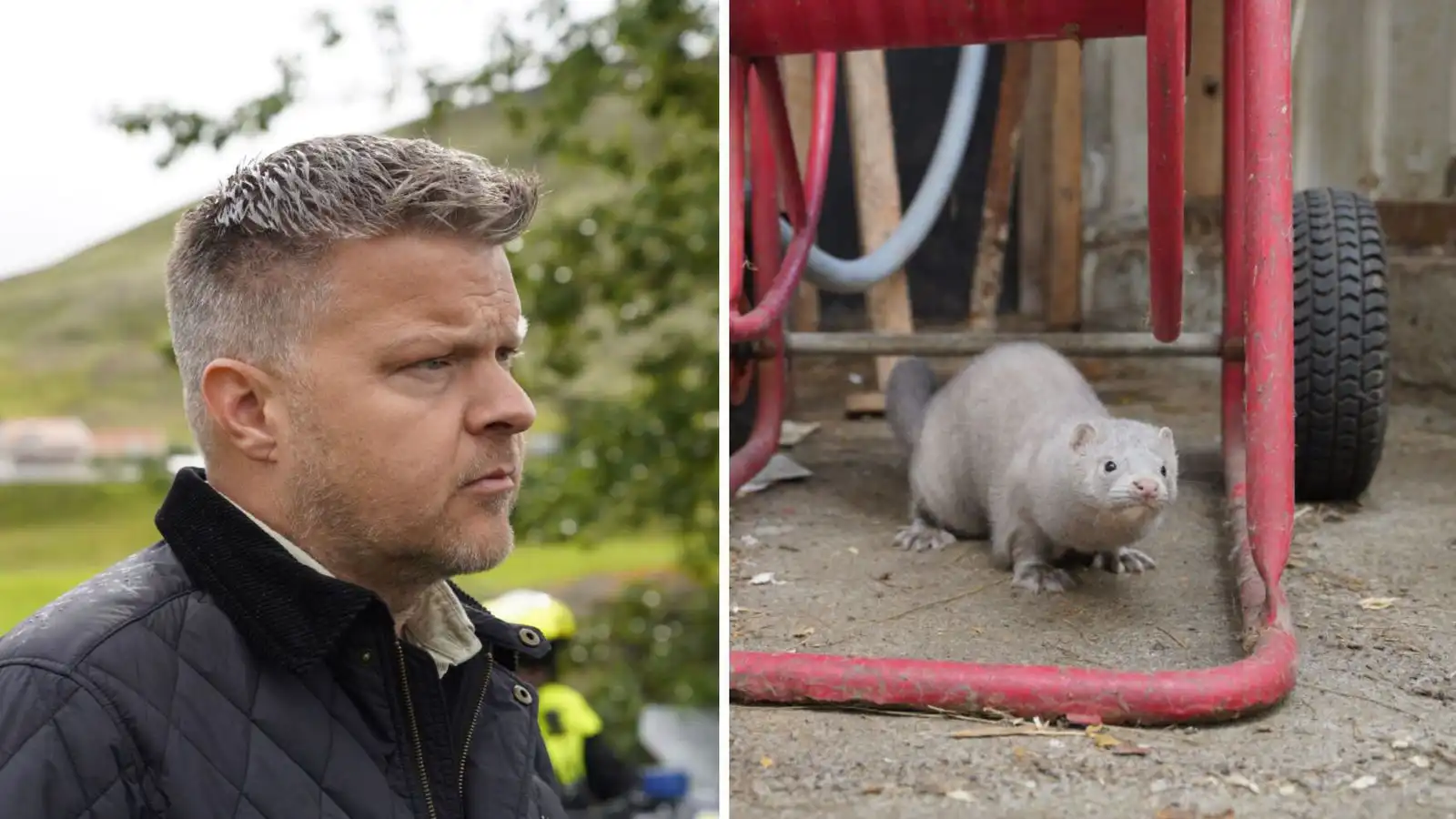 Minkur í Vest­manna­eyjum til­kynntur til Mos­fells­bæjar - Vísir