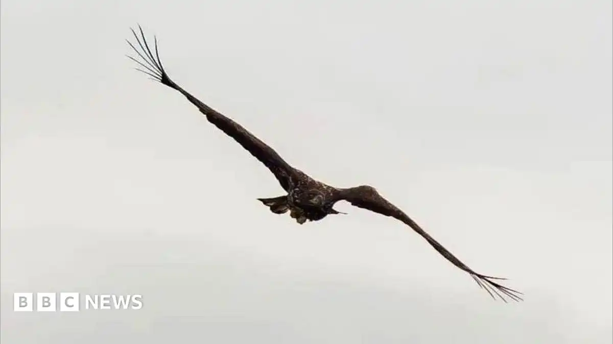 'Miracle' eagle with broken wing soars over Scottish coast