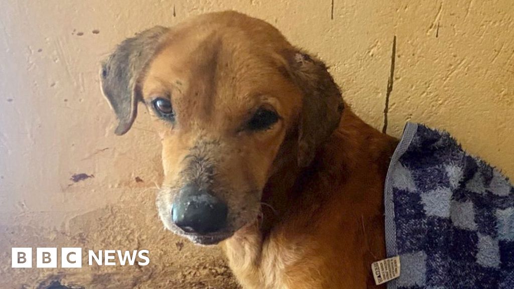 Mityana dog scam: BBC uncovers the Ugandans exploiting animals to elicit donations for shelters