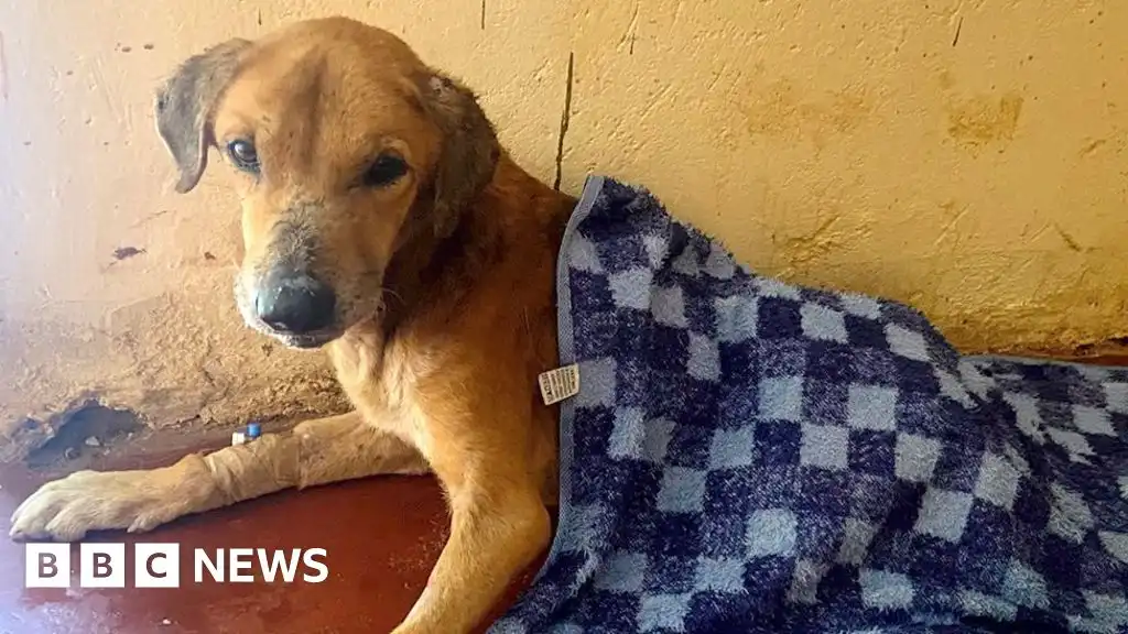 Mityana dog scam: Dozens of dogs rescued and suspect arrested in Uganda after BBC investigation