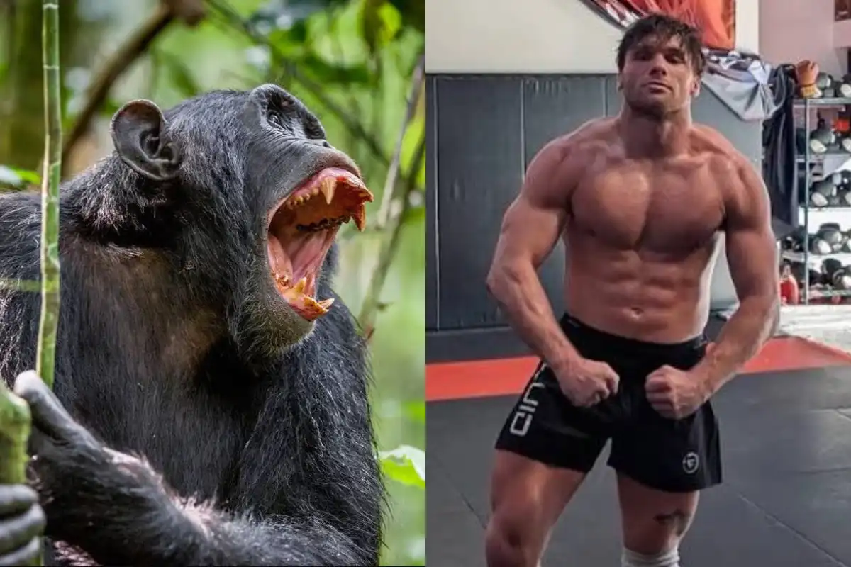 MMA kappi berst við simpansa – „Líkamleg áhætta fyrir þátttakandann er mjög raunveruleg“
