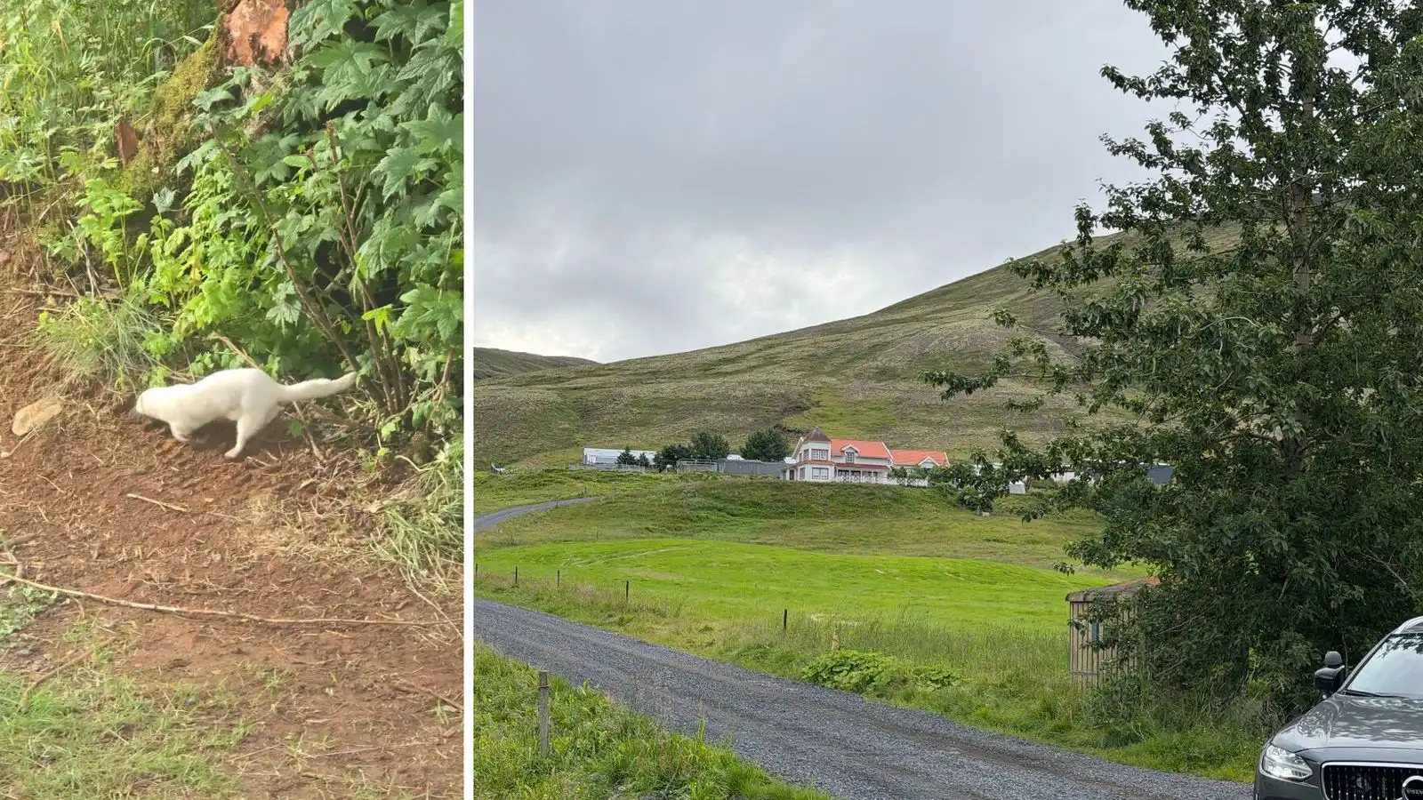 Mörg hundruð minkar sluppu úr búrum sínum - Vísir