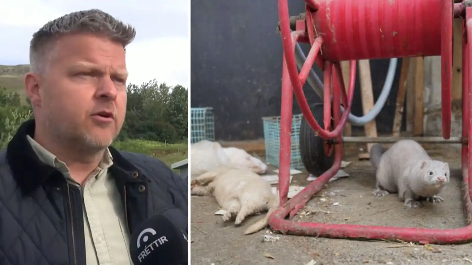 Mosfellsdalur minnti á víg­völl - Vísir