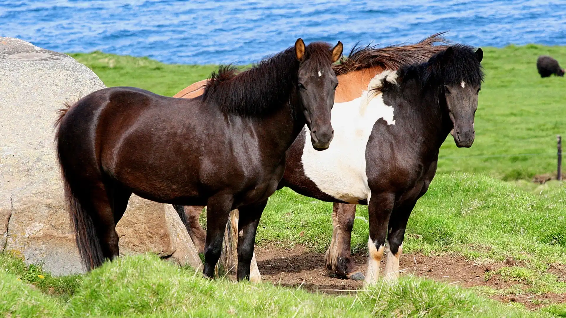 Nafn hestaeiganda fór úr WorldFeng í Horseday – fræðslu skorti