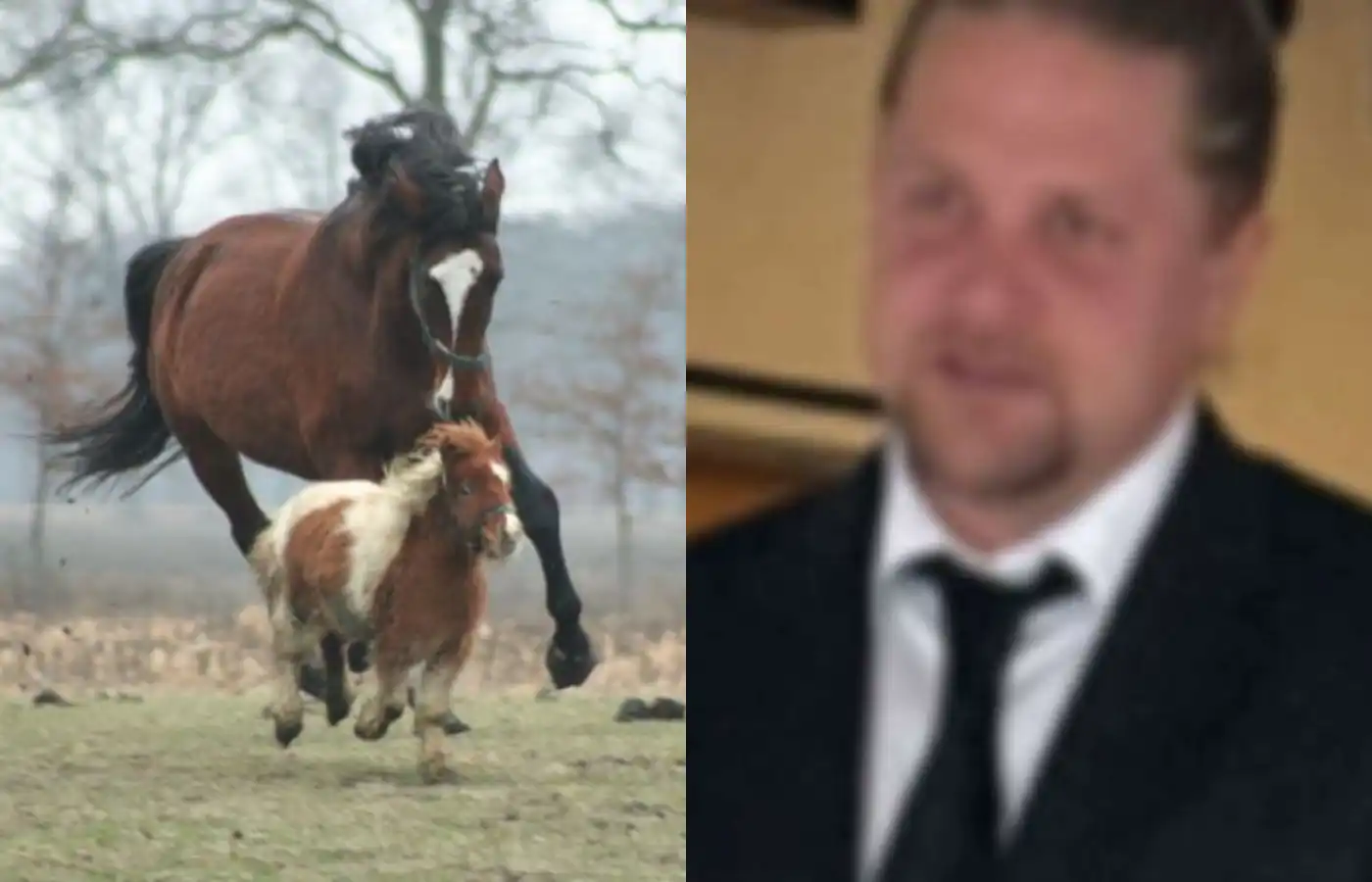 Nauðgaði smáhestsfola og kenndi ADHD um það