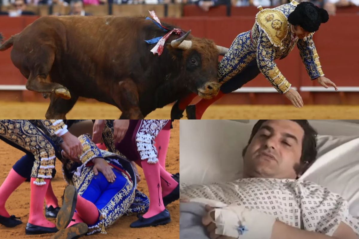 Naut „stjaksetti“ einn frægasta nautabana Spánar á endaþarminum – Getur ekki sofið eða borðað - DV