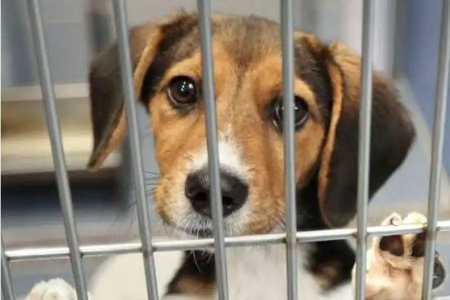 New €5.4m animal protection centre planned for Tenerife