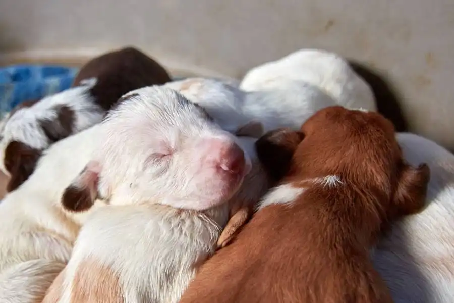 New Animal Welfare Rules ban giving away puppies and kittens under two months old