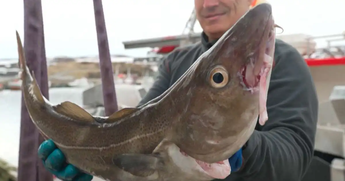 Norðmenn halda áfram fiskveiðisamstarfi við Rússa