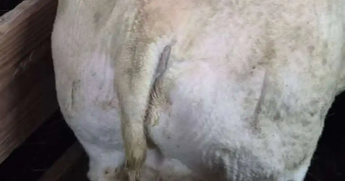 Nýrúinn hrútsrass með verndandi arfgerð