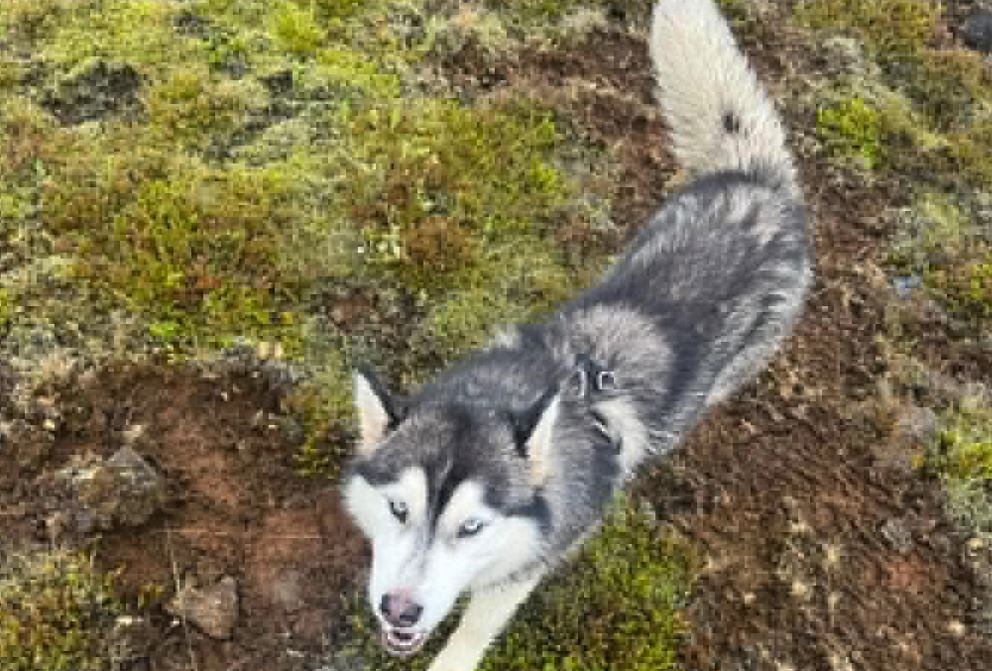 Óhugnanlegar myndir: Husky-hundur beit sauðfé við Mjóanes