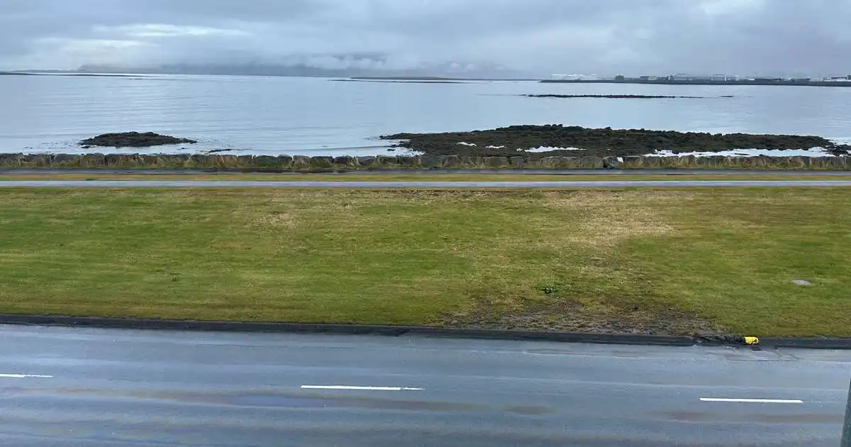 Olíuleki á Seltjarnarnesi