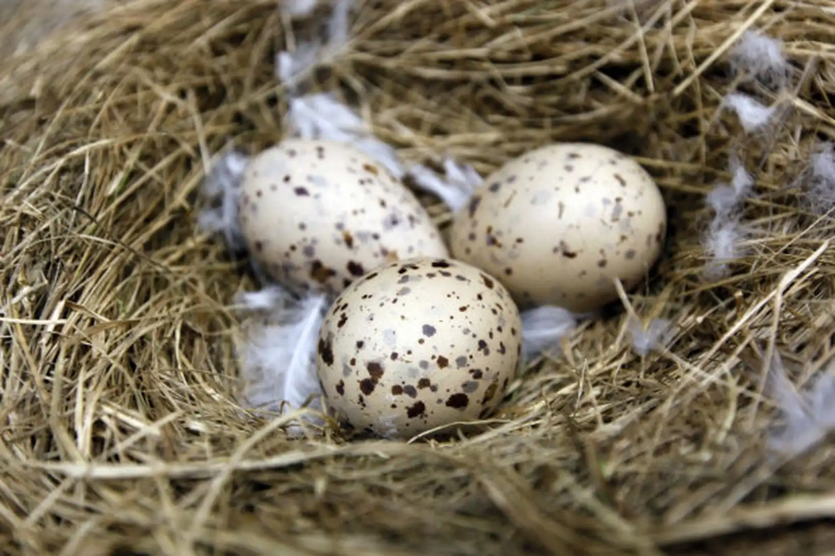 Öll eggin ónýt: Gætu hafa eyðilagt lundaholur - MBL.IS