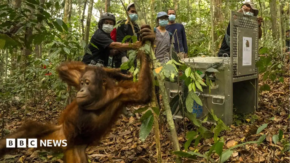 Orangutans released back into Borneo forest after devastating fires