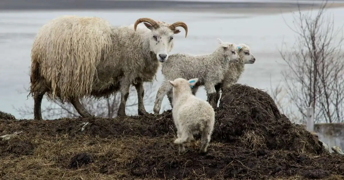 Óttast að erfðaskrá um Vatnsendajörðina fylgi bölvun