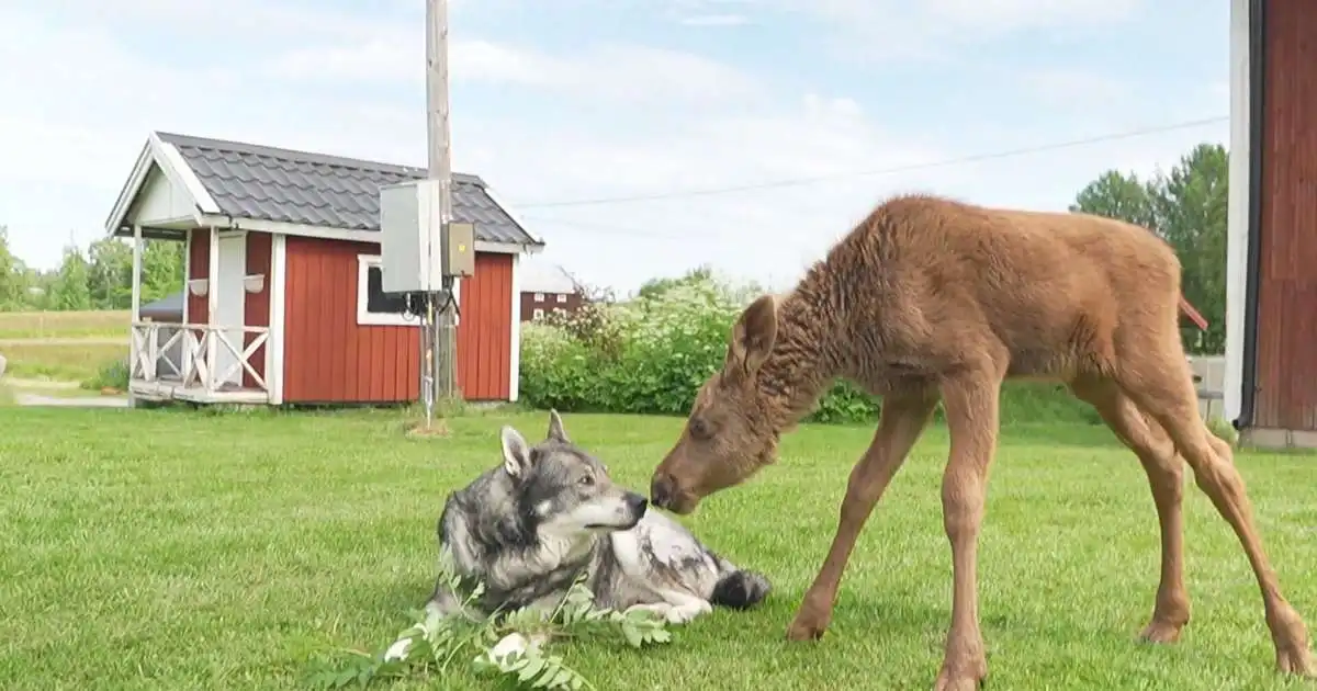 Óvænt vinátta hunds og elgs