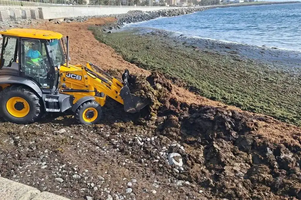 Over 100,000 kilos of seaweed cleared from beaches in Gran Canaria this week