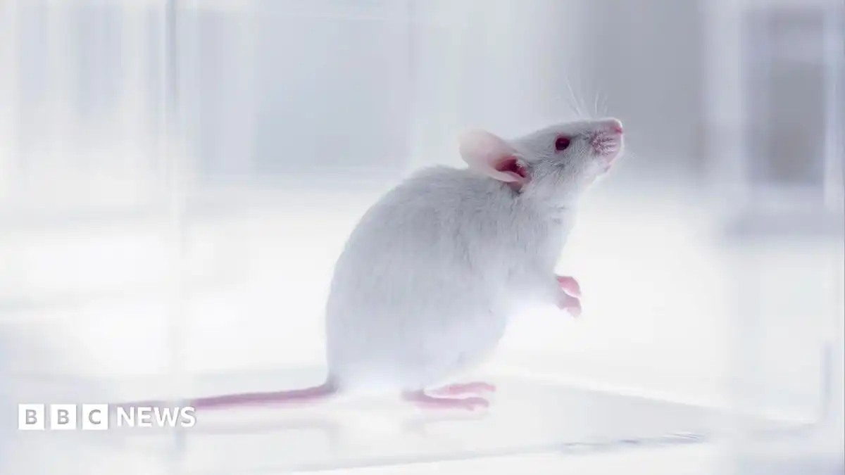 Part-human part-mouse brain developed in science breakthrough