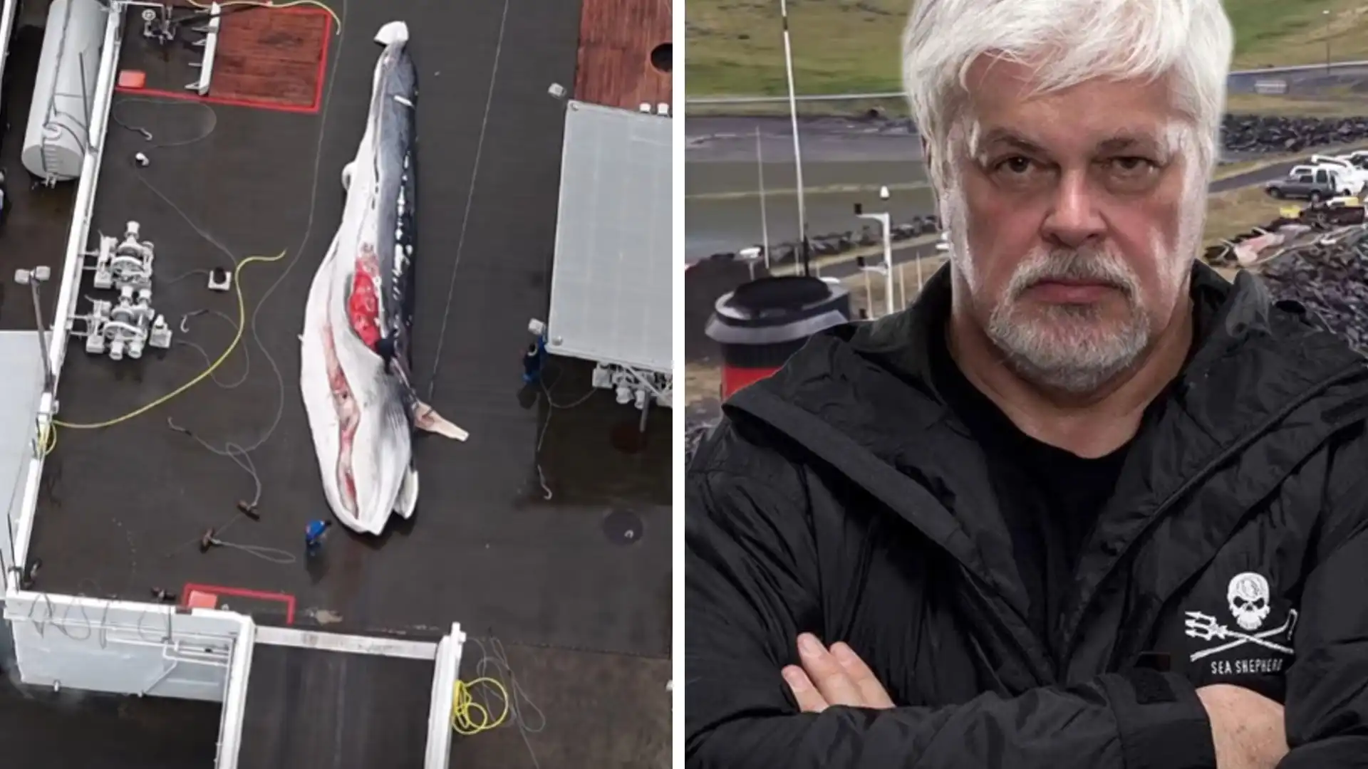 Paul Watson ætlar að stöðva Kristján Loftsson - „Við erum á leiðinni. Íslenska hvalveiðistríðið er hafið“