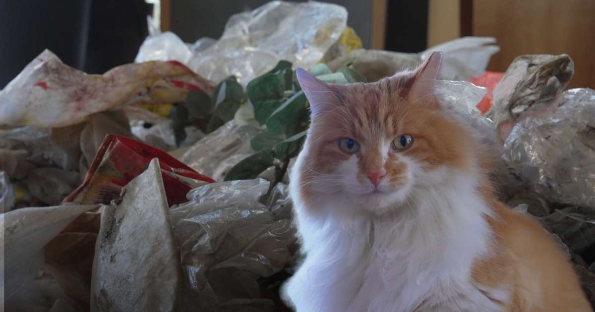 Plastplokkarinn Ási kisi plokkar plast allt árið um kring