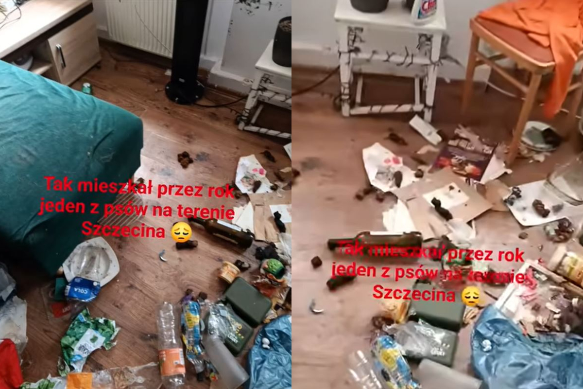 Pólsk kona fór til Íslands og skildi hund eftir í hryllingshúsi í heilt ár – Skítur og hland út um allt - DV