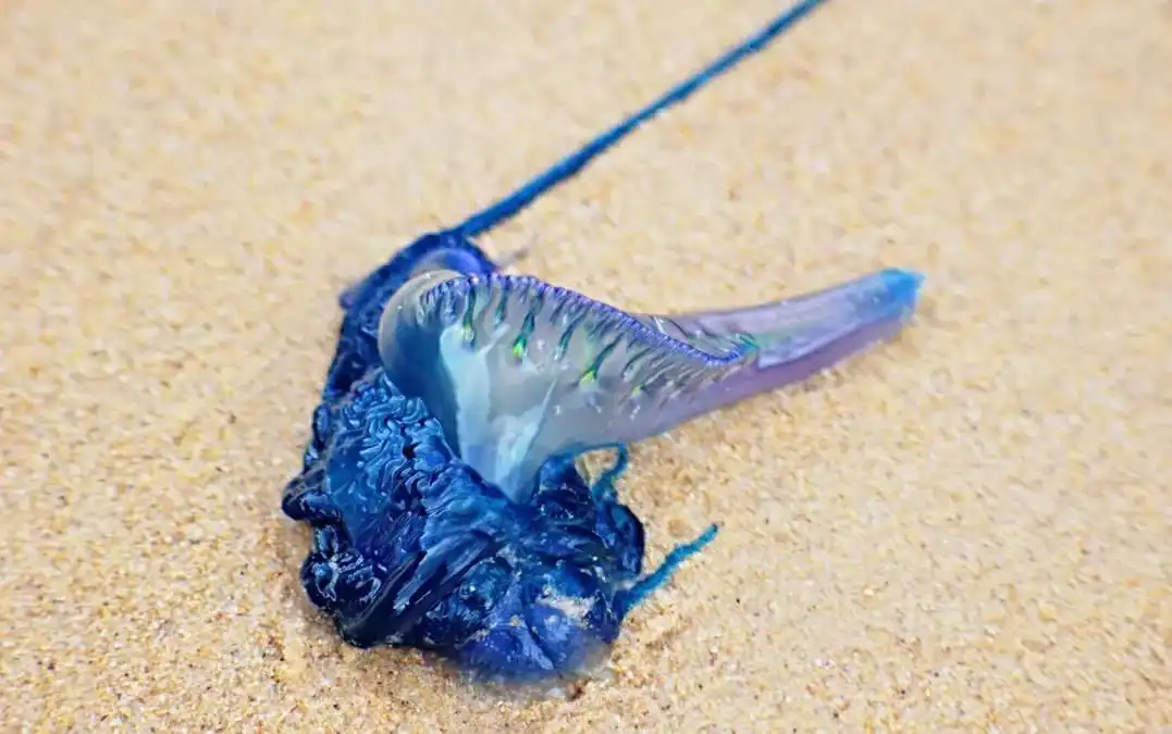 Portuguese Man o' War: What to do if you're stung and why they're common in the Canary Islands
