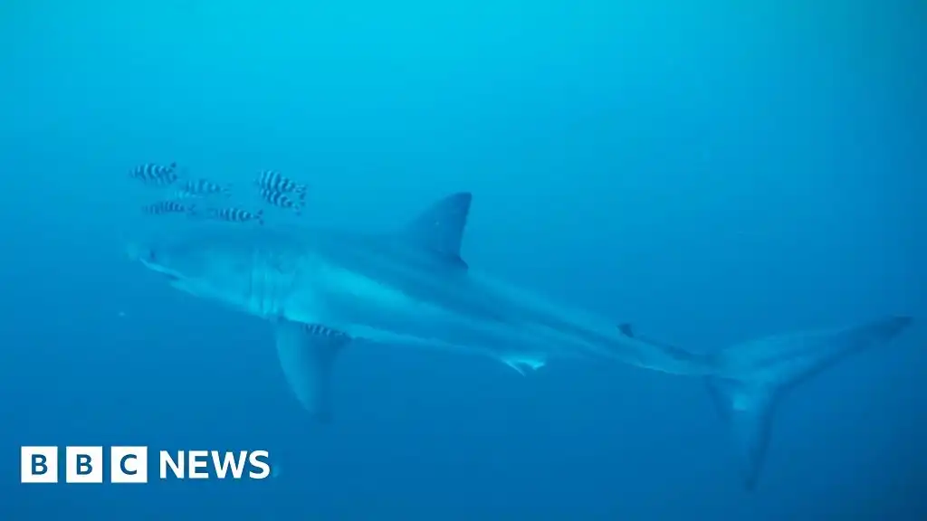 'Pretty special': Diver on filming rare footage of Great White shark in the Mediterranean