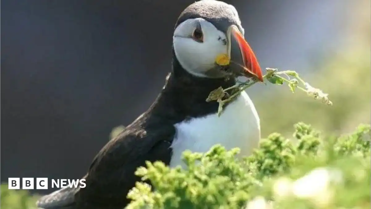 Puffin island Lundy on cusp of closure as it runs out of water