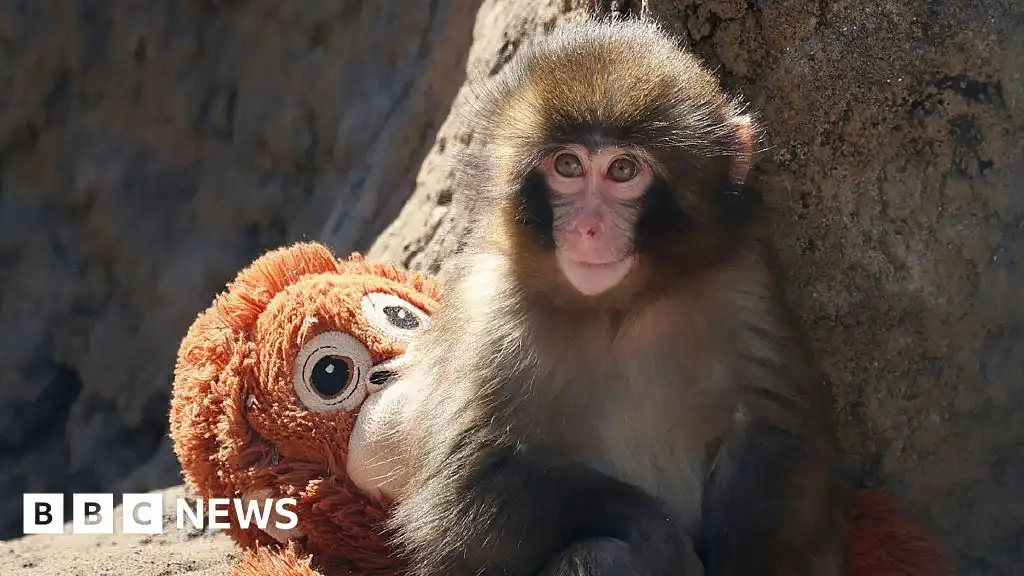 Punch the monkey: Americans arrested over stunt at zoo enclosure