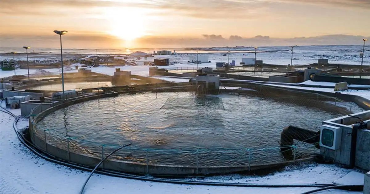 Rannsaka strok seiða úr landeldi í Kelduhverfi