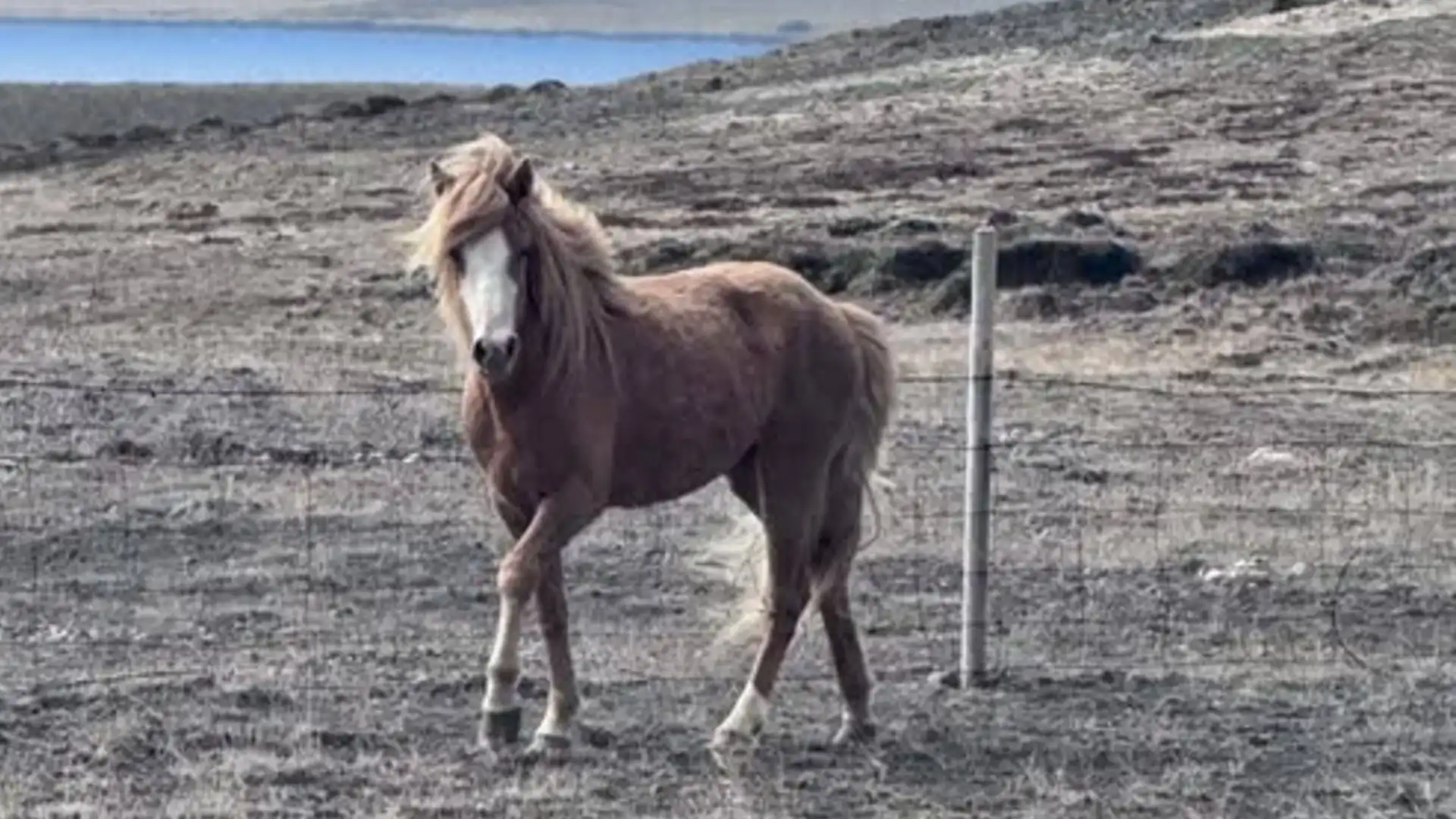 Rauðblesótt tryppi gengur laust við þjóðveg 1 - Lögregla biður eigandann að gefa sig fram - DV