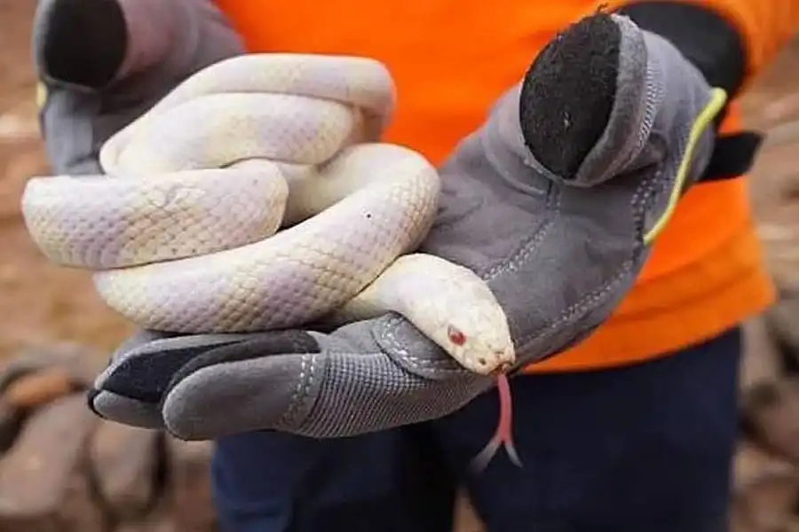 Record 807 wild Snakes captured in Gran Canaria during June