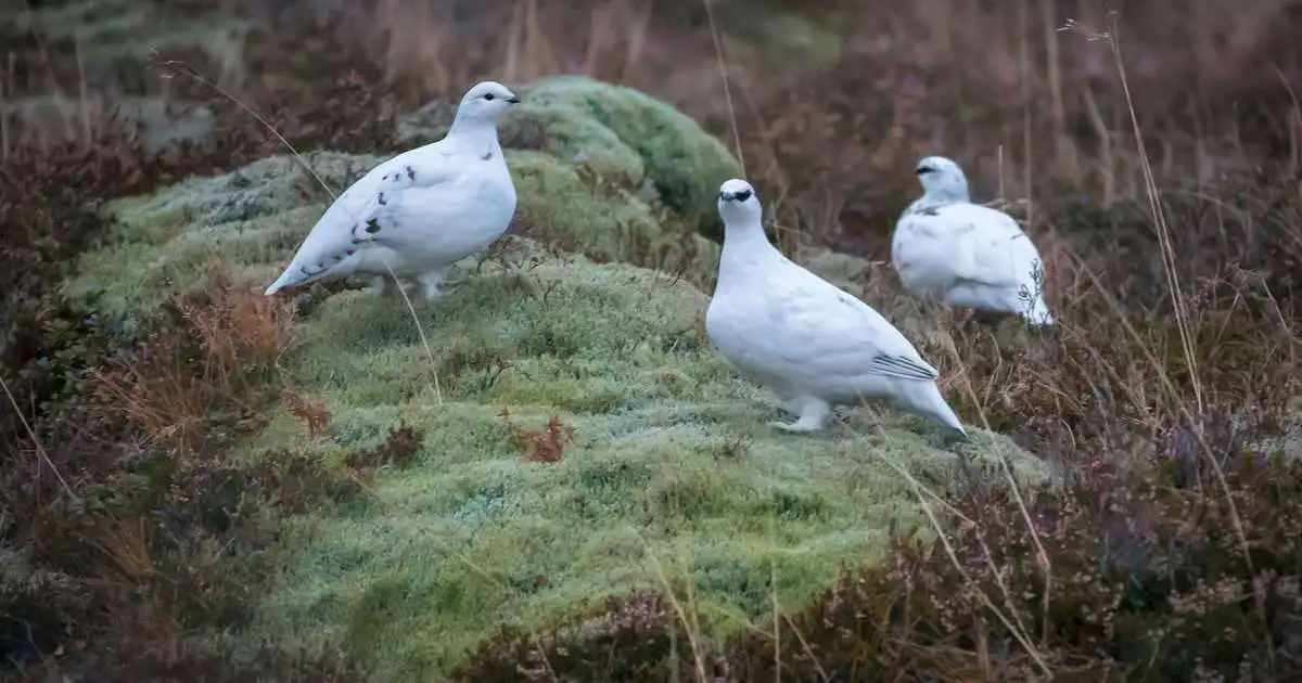 Rjúpan nýtur góðs af lægð fálkans