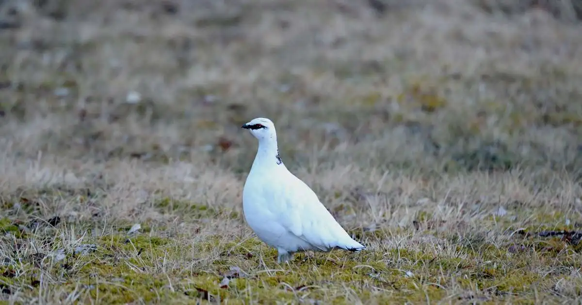 Rjúpnaveiðitímabilið hefst 23. október