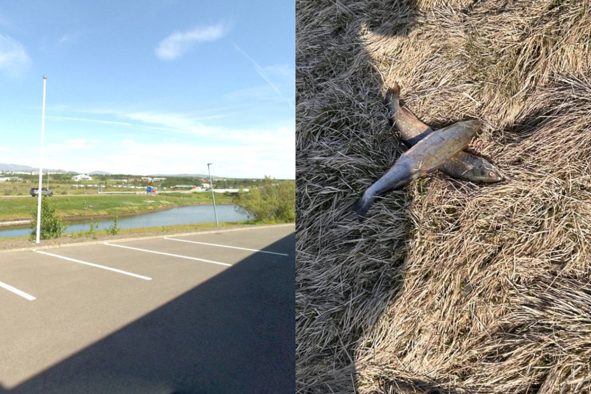 Sá grunsamlegan mann með fisk og tilkynnti til lögreglu – „Ógeð þetta lið er sem stundar þetta“ - DV