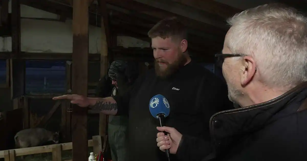 Sauðburður á kosninganótt í Fljótsdal: „Það er enginn friður“