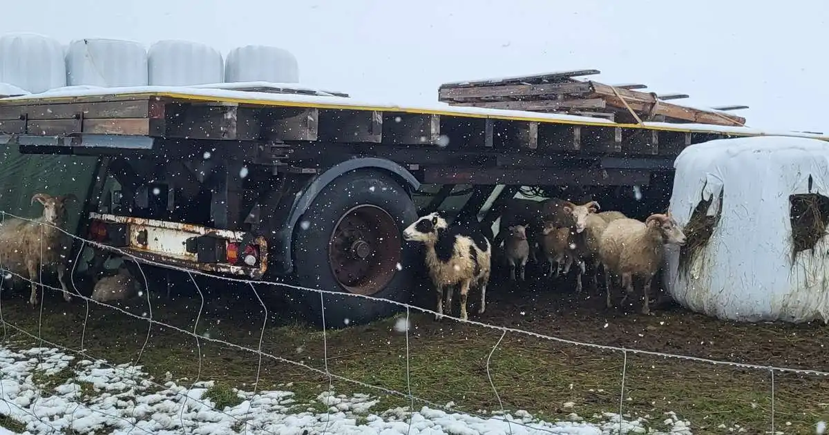 Sauðfé í skjól undan éljagangi og kornbændur vona að ekki frysti
