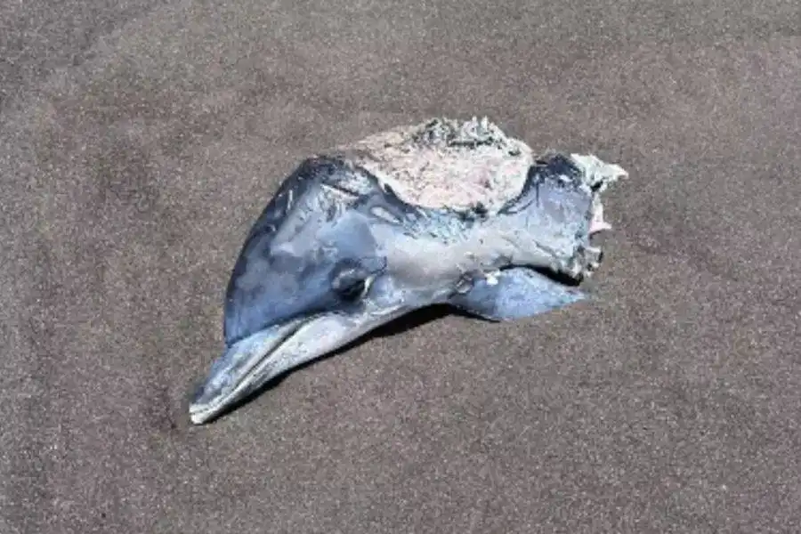 Shock discovery on Gran Canaria beach as dolphin head washes ashore