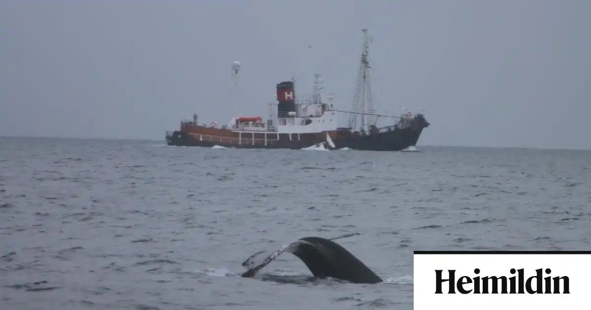 Sigldu með dauðan hval fram hjá fólki í hvalaskoðun