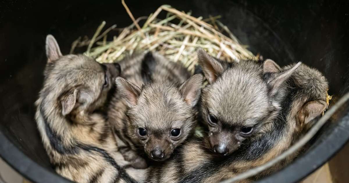Sjaldséðir hvolpar jarðúlfa komu í heiminn