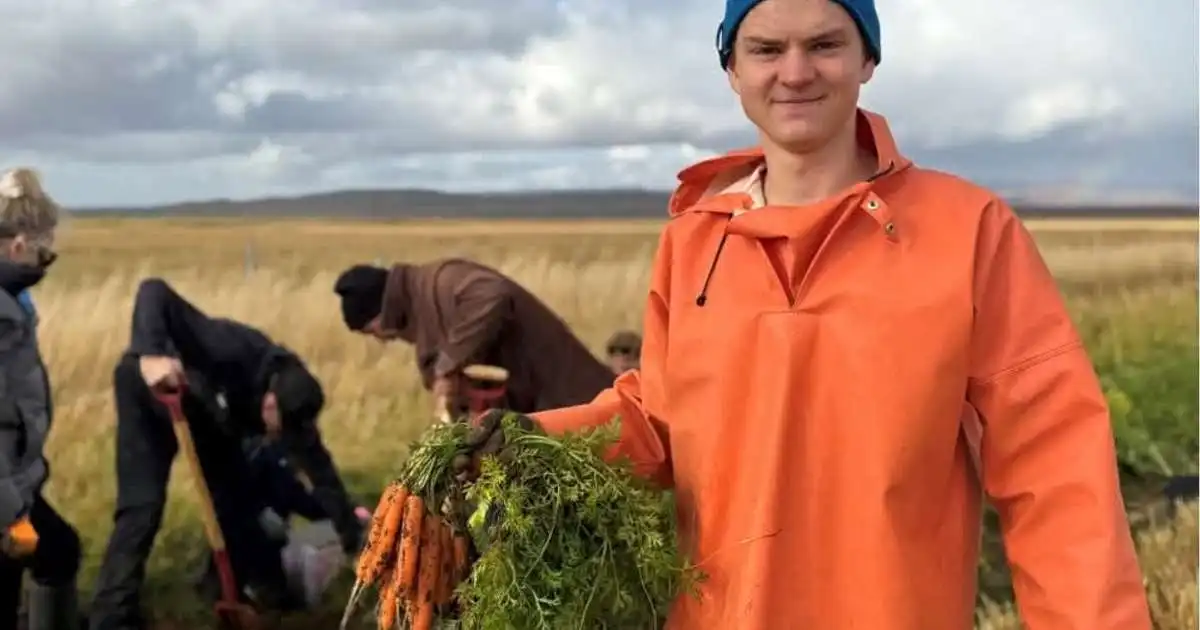 Sjálftínsla á kartöflum í Borgarfirði á akri bónda