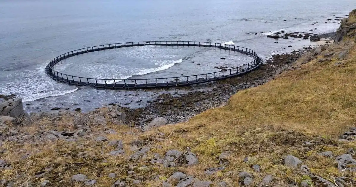 Sjókví rak á land í Patreksfirði