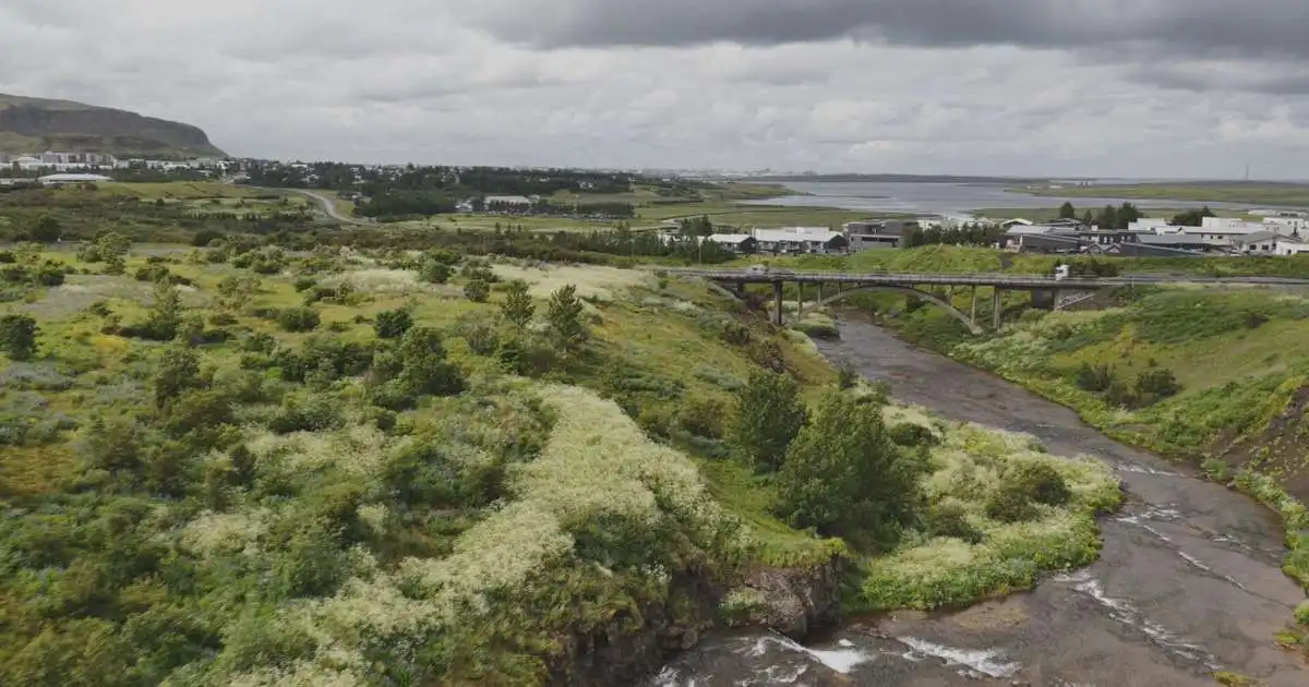 Skógarkerfillinn kominn til að vera