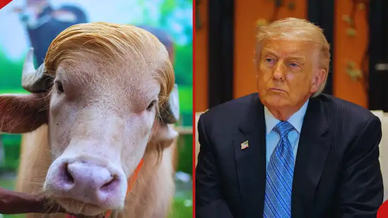 Sleppur við sláturhúsið vegna líkinda við Donald Trump - DV