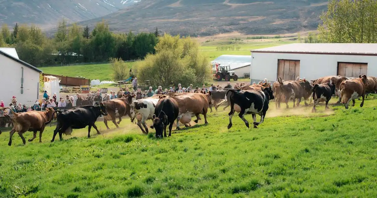 Slettu úr klaufunum í Holtseli