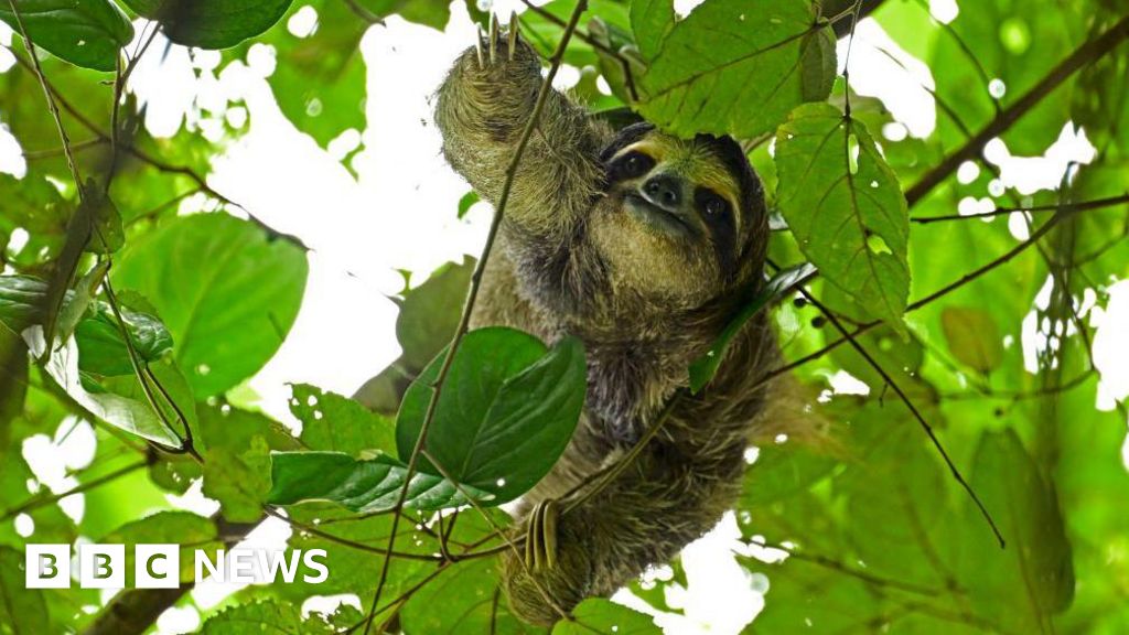 Sloth World: 31 sloths die before opening of Florida attraction