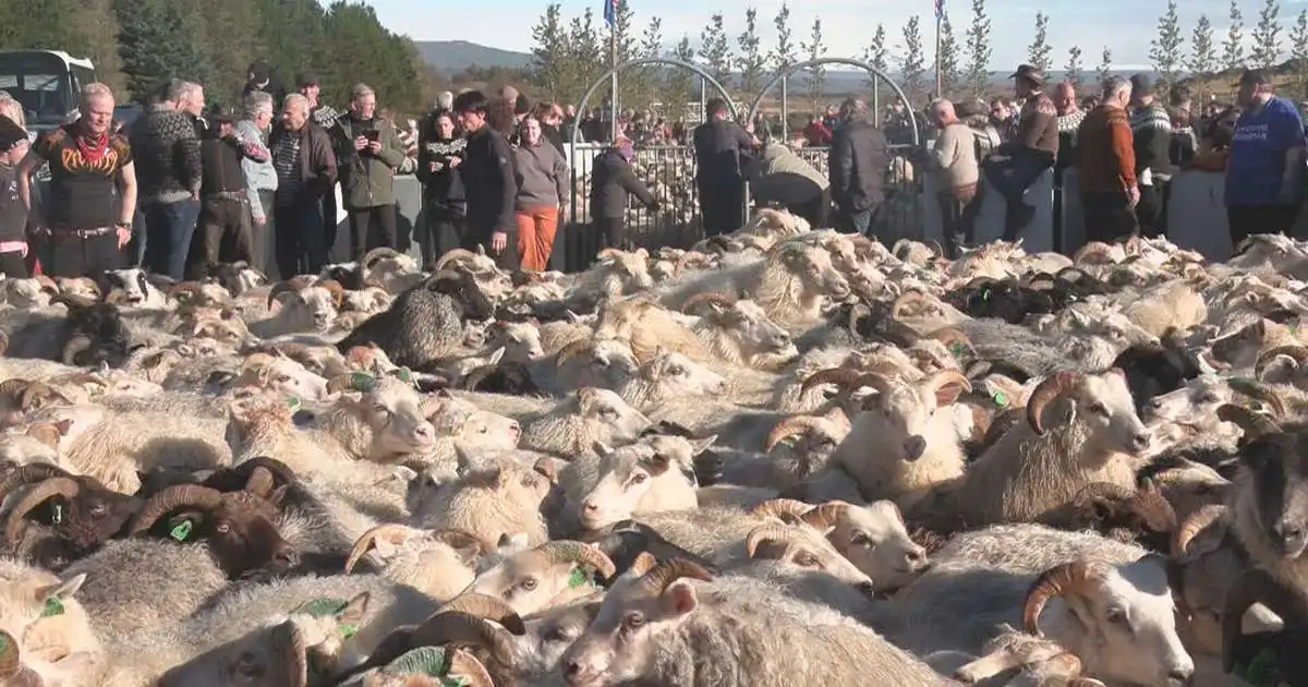 Söngur og gleði í Tungnaréttum: „Þetta eru jólin hjá okkur“