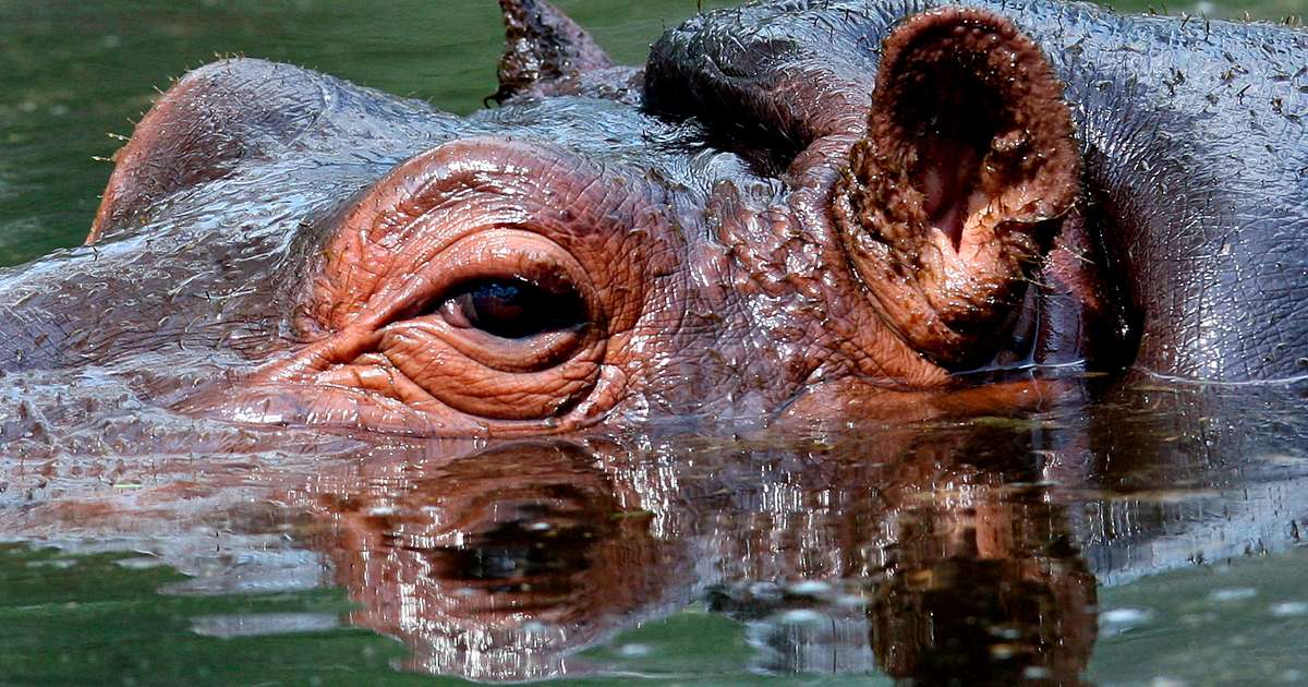 Sonur indversks auðkýfings vill flóðhesta Pablo Escobar